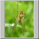 Metellina sp - Herbstspinne 02a.jpg